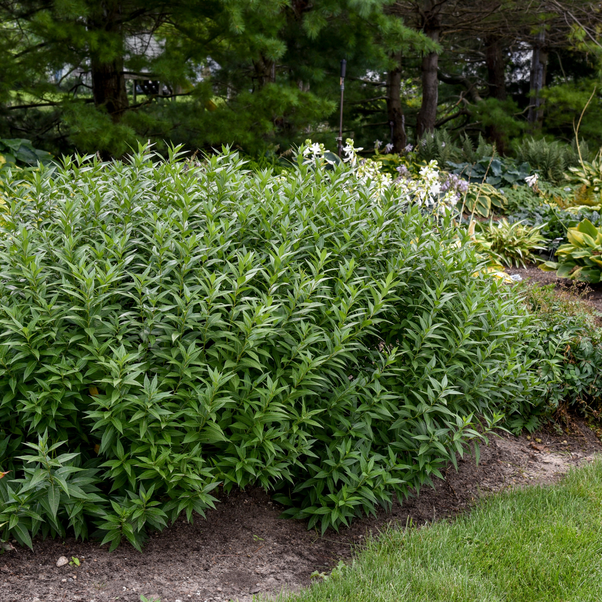 Proven Winners 6" Blue 'Storm Cloud' Bluestar Live Plant in 7.5" Pot