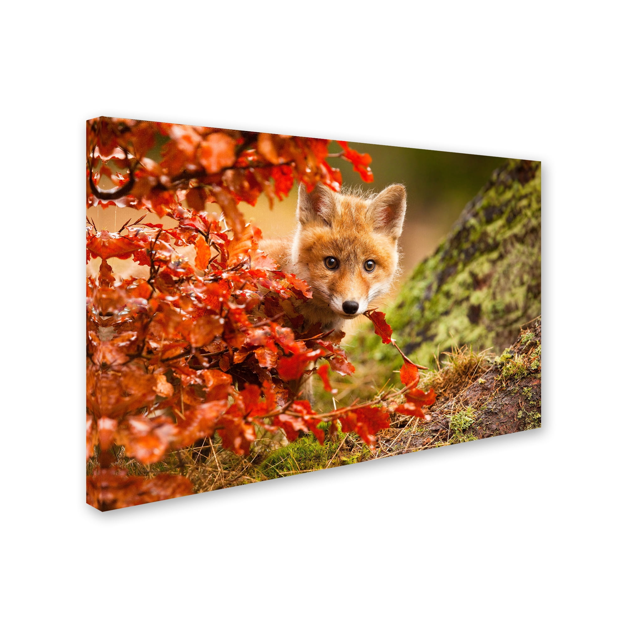 Trademark Fine Art 'Fox' Canvas Art by Robert Adamec