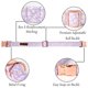 thumbnail image 3 of Collar para perro Lionet Paws, cómodo y ajustable, color morado, diseño de margarita, 3 of 5