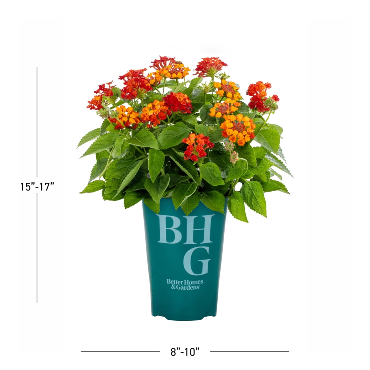 Better Homes & Gardens 2QT Multicolor Lantana Summer Live Annual Plant Sun
