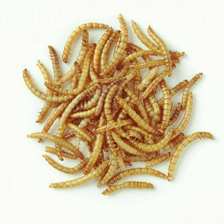 11 Lbs Dried Mealworms Organic All Sizes Wild Bird Chickens