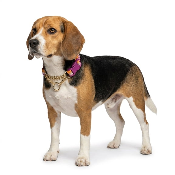 Petco Martingale Training Chain Dog Collar, Purple, Large