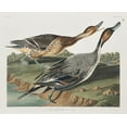 thumbnail image 2 of Audubon, John James 14x12 White Modern Wood Framed Museum Art Print Titled - Pin-Tailed Duck, 2 of 4