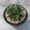 D, variant on Rare Clump Haworthia, Variegated White Spots, Succulent Plant for Indoor Decoration