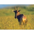thumbnail image 2 of Fitzharris, Tim 14x12 White Modern Wood Framed Museum Art Print Titled - Topi, 2 of 4