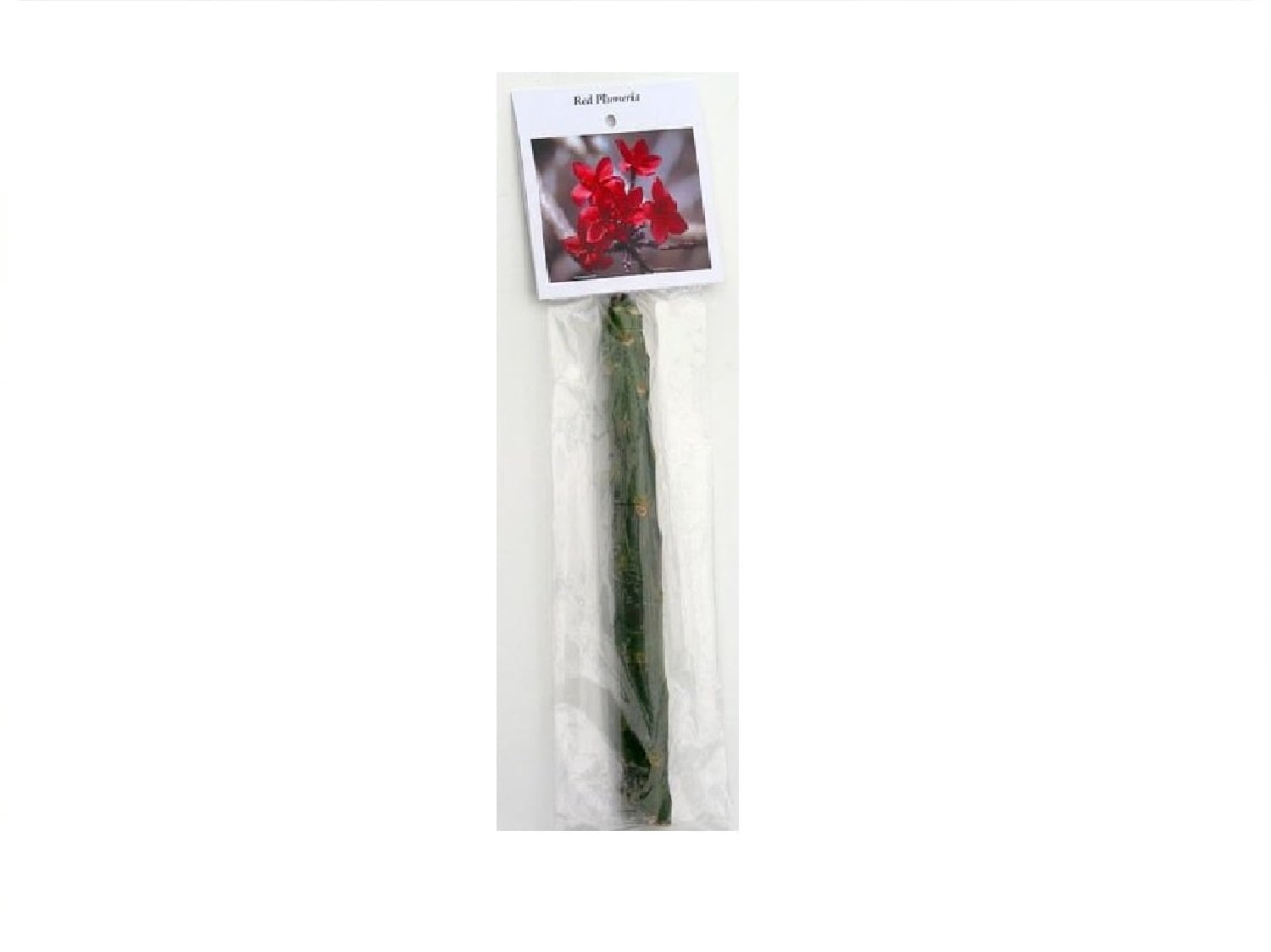 Tropical Red Plumeria Plant Live Cutting 1 Pk Full Sun Indoor Outdoor LL2