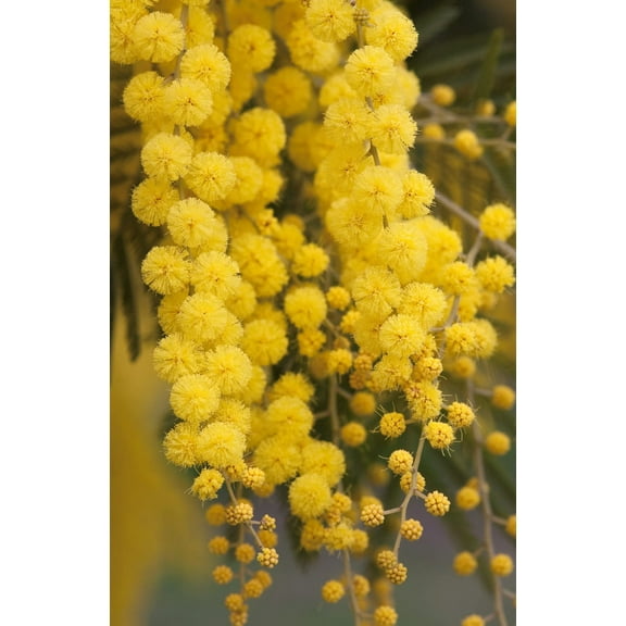 CZ Grain Golden Mimosa Tree Seeds 30 Seeds Acacia baileyana Plant Seeds, Stunning Yellow Blooms