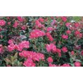thumbnail image 3 of Knock Out� Rose, 3 of 6