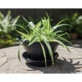 thumbnail image 4 of Austin Planter 7" Round Black Plastic Plant Pot with Drainage Holes, 4 of 8