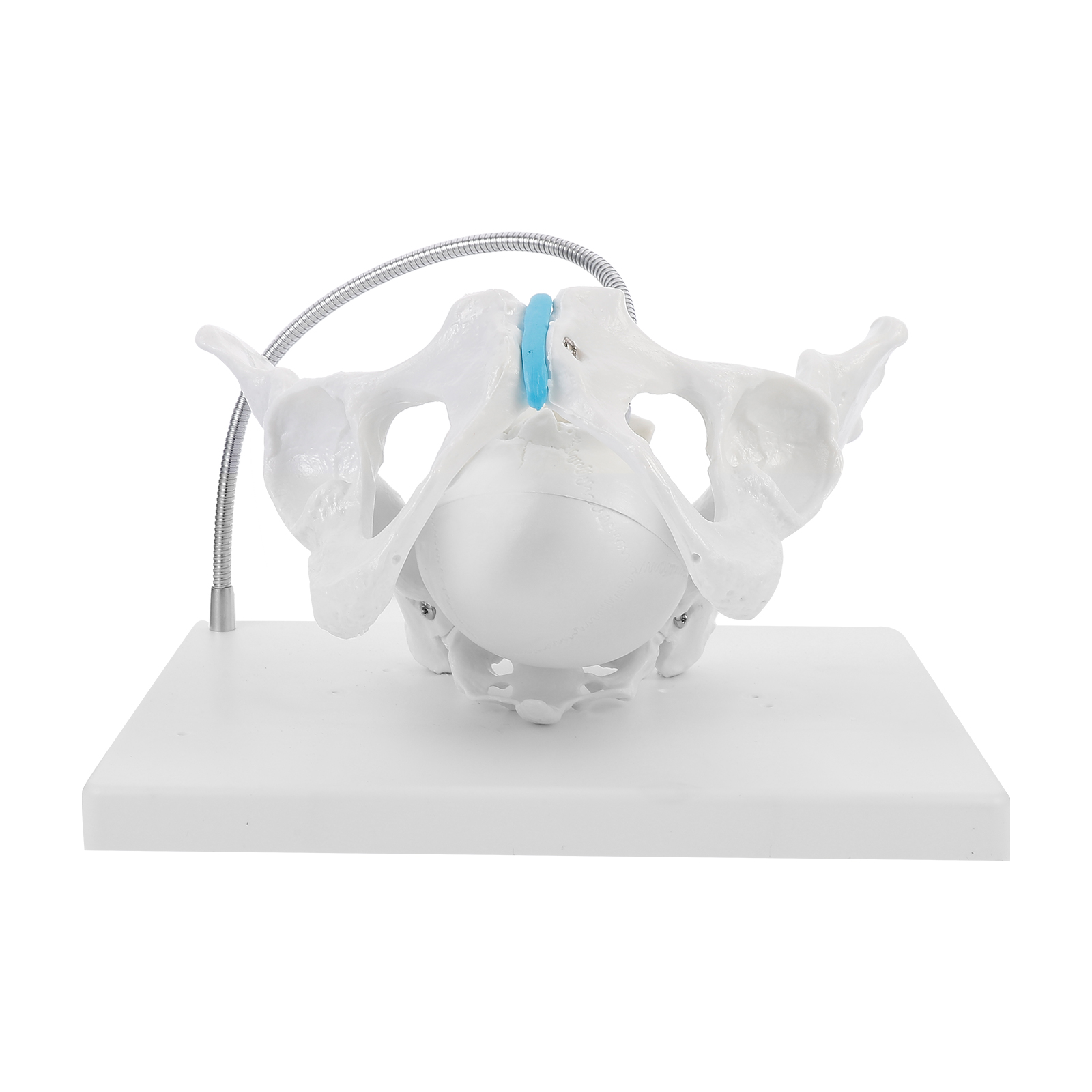 NUOLUX Model Pelvis Female Midwifery Baby Head Maternal Pelvic Bone Hip