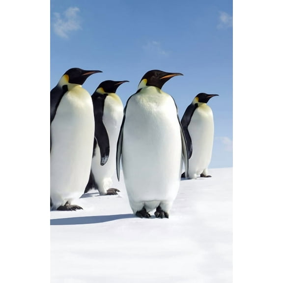 Nodin Press Blank Journals Penguins Blank Journal, (Hardcover)