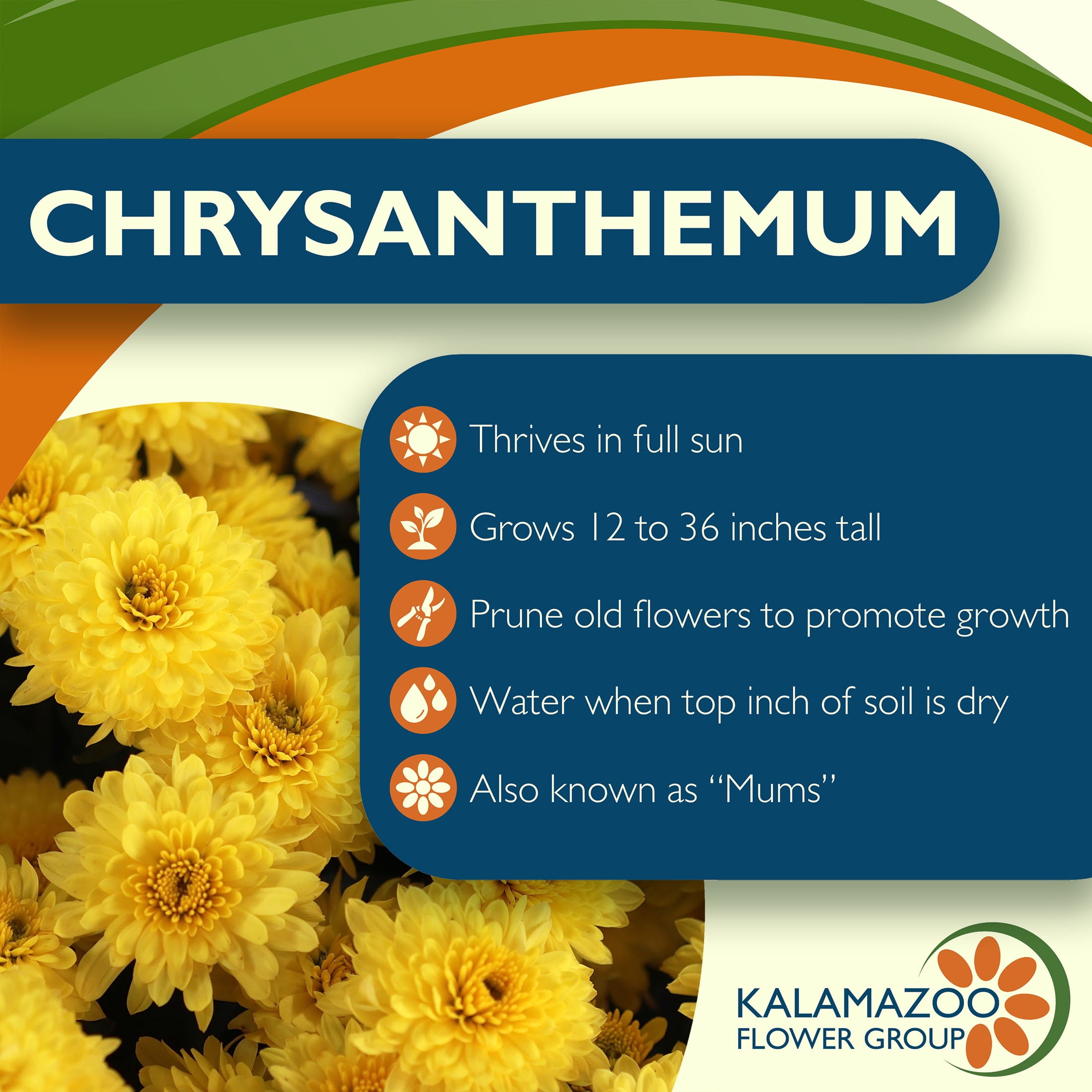 Expert Gardener 8" Yellow Mum Live Plants in 4" Grower Pot Full Sun