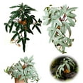 thumbnail image 3 of Animaux Rampants, Fournitures de Rampement, Plantes Simulées, Animaux, 3 of 8