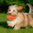 thumbnail image 3 of Durable TPR Squeaky Interactive Dog Toy for Aggressive Chewing Teeth Cleaning and Floating Water Play Activities, 3 of 4