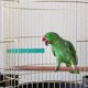 thumbnail image 3 of Percha para loros de madera natural, soporte para pájaros, palo para pulir patas, soporte para percha para loros, 3 of 8