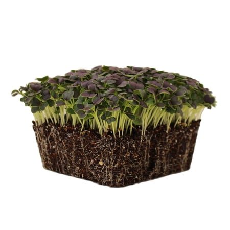 Red Tatsoi Mustard Seeds - 5 Lb - Herb & Vegetable Gardening Microgreens - Non-GMO Open Pollinated - Brassica rapa Narinosa