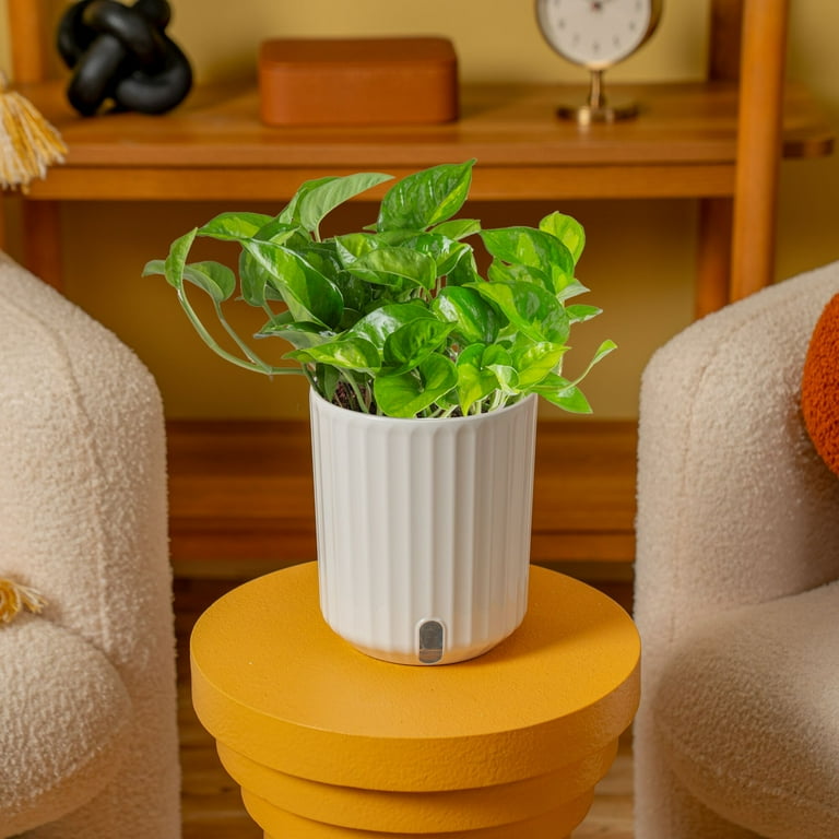Costa Farms Trending Tropicals Live Indoor 12in. Tall Green Global Green Pothos; Medium, Indirect Light Plant in 6in. Mid-Century Modern Planter