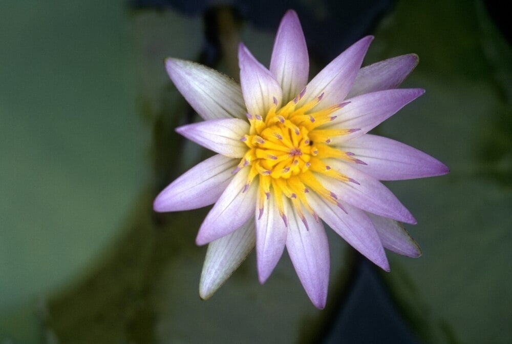 Nile Water Lily. /Npurple Water Lily Along The Nile River In Egypt