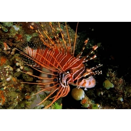 Indonesia Sulawesi Spotfin lionfish Poster Print by Michele Benoy Westmorland