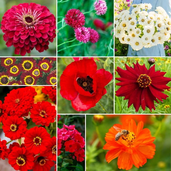 Eden Brothers Big Red Flower Mixed Seeds for Planting, 1/4 lb, 120,000  Seeds with Painted Daisy Flame, Zinnia, Red Phlox | Attracts Pollinators, Plant in Spring or Fall, Zones 3, 4, 5, 6, 7, 8, 9, 10