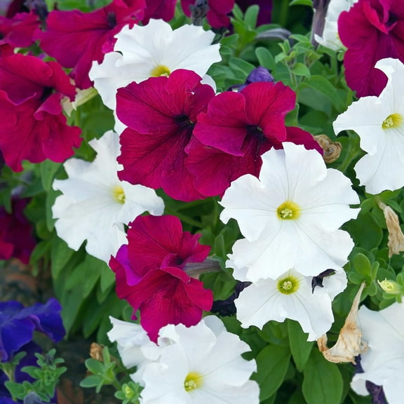 Petunia - Dream Series Flower Garden Seed - 1000 Pelleted Seeds - Color Mix Flowers - Annual Blooms - Single Grandiflora Petunias