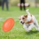thumbnail image 4 of Greeniant Juguete interactivo para mascotas, parque de patio trasero al aire libre, juego divertido, entrenamiento, disco volador, deporte portátil, Suministros para perros Naranja METRO Greeniant PT004962-05, 4 of 6