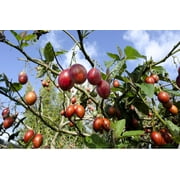 10 *Seeds TAMARILLO / TREE TOMATO Cyphomandra Betacea Solanum Fruit Tree Seeds
