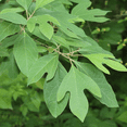 thumbnail image 3 of 2 Dormant Sassafras Tree Live Plants, Fragrant Red Leaves in Fall, Dormant Bareroot from 12-18 Inches Tall, 3 of 5
