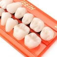 thumbnail image 4 of Full Denture Super Wear-Resistant Dental Teaching Mold Denture (1 Pair), 4 of 6