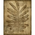 thumbnail image 3 of Slocum, Nancy 12x14 Black Modern Framed Museum Art Print Titled - Sepia Drenched Fern I, 3 of 5