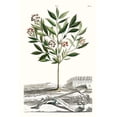 thumbnail image 2 of Munting, Abraham 11x14 Gold Ornate Wood Framed with Double Matting Museum Art Print Titled - Munting Garden Varieties III, 2 of 4