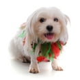 thumbnail image 4 of Pet Collar Scarf, Soft Net Yarn Breathable Colorful Cute Neck Collar with Small Bell Halloween Christmas Costume Accessary for Dogs Puppy Cats Kitten, 4 of 8