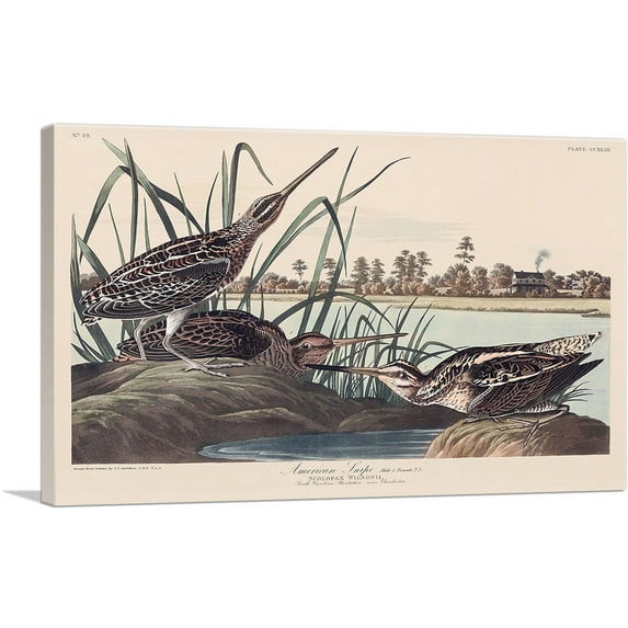 ARTCANVAS American Snipe Canvas Art Print by John James Audubon - Size: 26" x 18" (0.75" Deep)