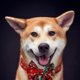 thumbnail image 4 of Collar navideño para perros Laklulu con lazo, collar navideño ajustable con hebilla de seguridad, suave, VERDE, 4 of 5