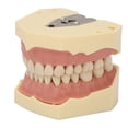 thumbnail image 2 of Dental Teaching Model Soft Gum 32 Teeth Dental Demonstration Teeth Model for Laboratory Clinic, 2 of 8