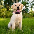 thumbnail image 3 of Timos dog collar, suitable for small and medium sized dogs, adjustable soft dog collar with, 3 of 5