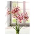 thumbnail image 1 of TASC BULBES AMARYLLIS DOUBLET - 1 BULBE, 1 of 1