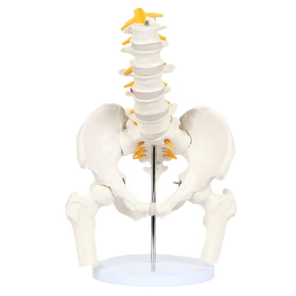 Axis Scientific Male Skeletal Pelvis with Femur Heads and Lumbar Vertebrae Anatomy Model - Life-Size, Human anatomy system miniature, demonstration skill, educational model Includes Product Manual