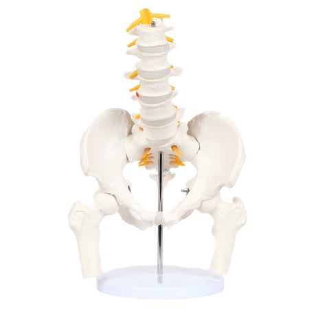 Axis Scientific Male Skeletal Pelvis with Femur Heads and Lumbar Vertebrae Anatomy Model - Life-Size  Human anatomy system miniature  demonstration skill  educational model Includes Product Manual price history on PriceWatchPro