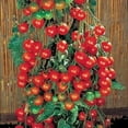 thumbnail image 3 of Clovers Garden 5" to 7" Scarlet Red Super Sweet Cherry 100 Tomato Live Plants in 3.5" Pots (2 Count), 3 of 5