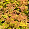 thumbnail image 6 of Kaleidoscope Abelia - 3 Gallon Pot, Live Semi-Evergreen Shrub, Full/Part Sun, Outdoor, 6 of 8