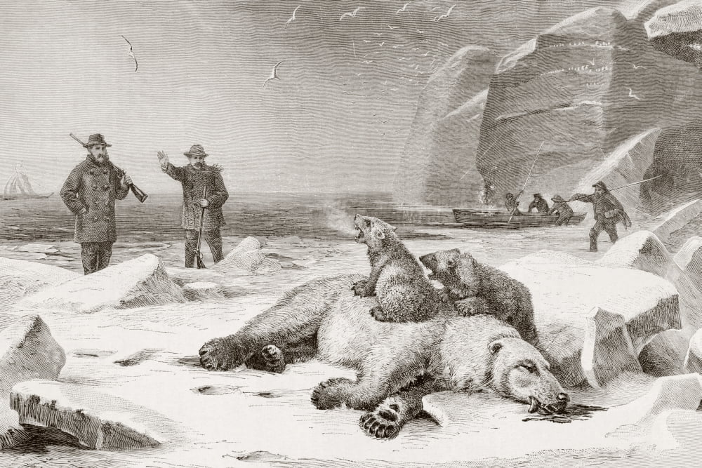 Hunting The Polar Bear (Ursus Maritimus) In The Arctic Circle During The Late 19Th Century Two Cubs Defend The Body Of Their Mother Which Has Been Shot From El Mundo Ilustrado Published Barcelona Circ