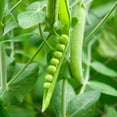thumbnail image 3 of Early Frosty Garden Pea Seeds (Pisum sativum) – 50+ Heirloom Non-GMO Seeds by Isla’s Garden Seeds, 90% Germination Rate, Ideal for Planting, Cold-Tolerant and Early Harvest Variety, 3 of 8