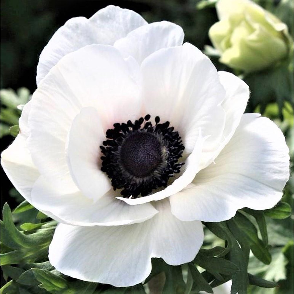 Italian Anemone Mistral Bianco Centro Nero (10 Flower Bulbs) Walmart