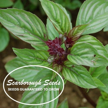 SCARBOROUGH SEEDS 500 Thai Basil Seeds Heirloom NON-GMO Fragrant Herb From USA