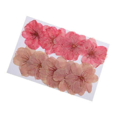 EHJRE 10 Pieces Beautiful Pressed Dried Flowers Cherry Blossom For Scrapbooking
