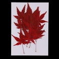 thumbnail image 2 of GUOOL 2X 12pcs Natural Real Dried Leaves Maple Leaf for Christmas Wedding Card Making, 2 of 9