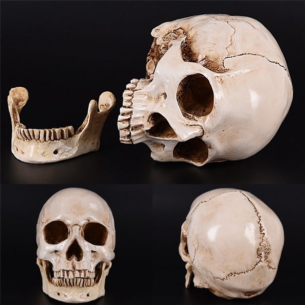 Resin Human Skeleton Lifesize 1:1 Human Skull Model Replica Resin