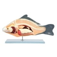 thumbnail image 2 of Anatomy Lab Carp Fish (Cyprinus carpio) Anatomy Model, 2 of 3