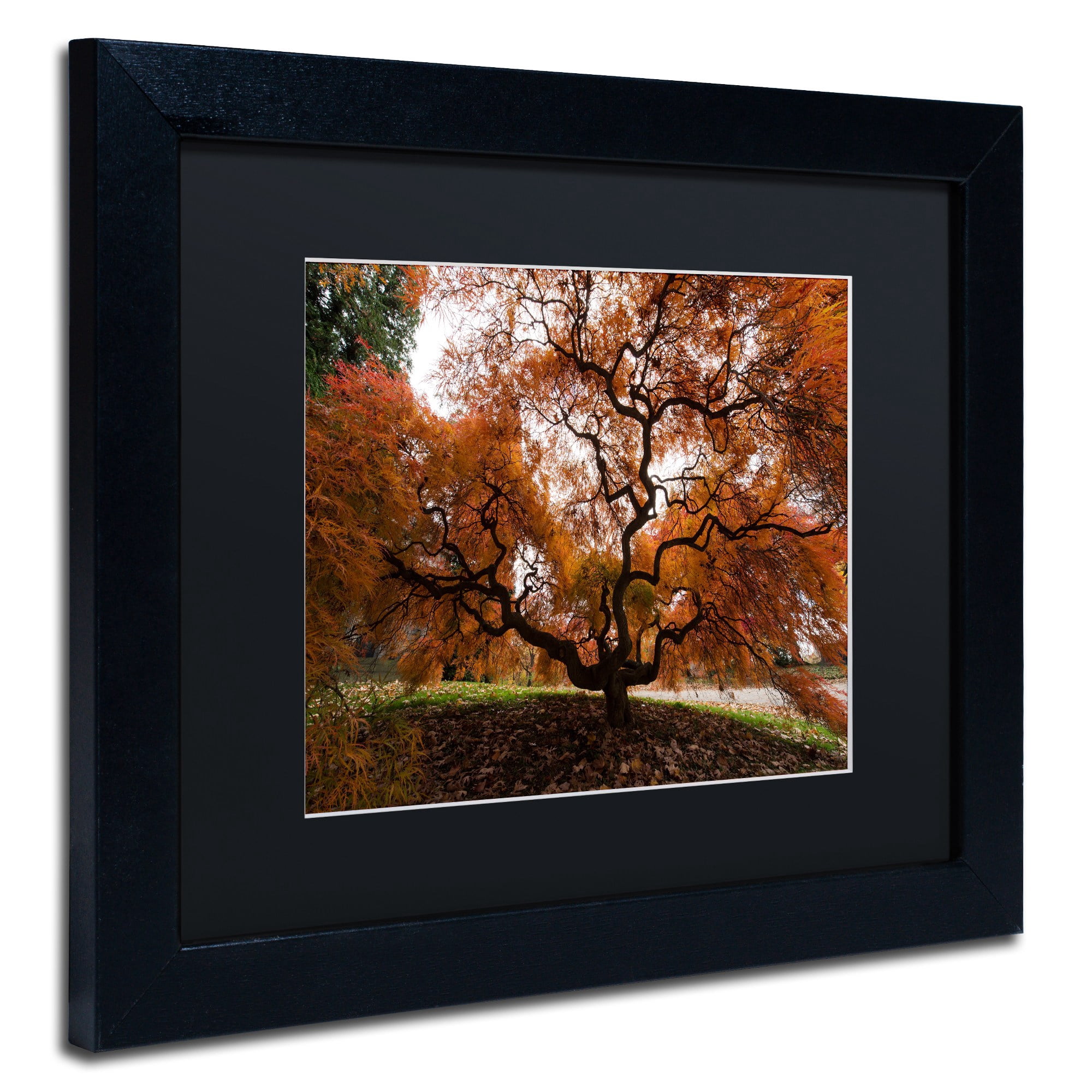 Trademark Fine Art "Autumn Japanese Maple Tree" Canvas Art by Kurt Shaffer, Black Matte, Black Frame